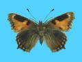 Aglias urticae ab. semiichnusoides 9-11-1907 Bexley, UK (Internet Image property of respective owner, non-commercial use only)